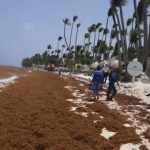 habitantes-veron-y-punta-cana-piden-intervencion-de-autoridades-para-mitigar-presencia-sargazo-en-region