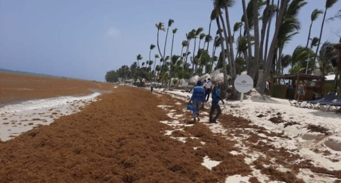 habitantes-veron-y-punta-cana-piden-intervencion-de-autoridades-para-mitigar-presencia-sargazo-en-region