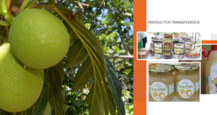 El IIBI impulsa el desarrollo agroindustrial del “Buen Pan” o Castaña de Masa, un fruto nutritivo con potencial para formar parte de la seguridad alimentaria dominicana