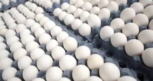 Avicultores reportan aumento de producción avícola y advierte presión por mayores costos
